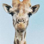 Giraffentheater