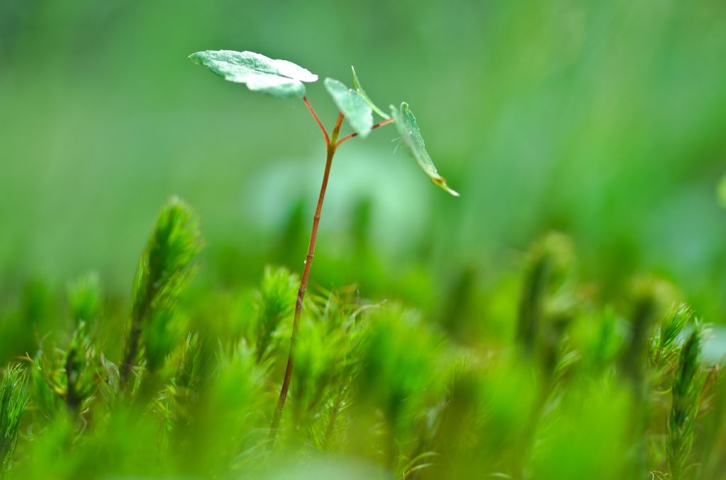 Bioresonanztherapie, mit chronischer Krankheit leben, MCAS, MCS, ME/CFS, Mastzellaktivierungssyndrom