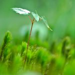 Bioresonanztherapie, mit chronischer Krankheit leben, MCAS, MCS, ME/CFS, Mastzellaktivierungssyndrom